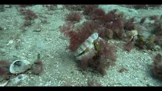 Scallop Diving - 100 Scallops at Indented Head