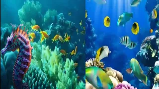 most beautiful Underwater places in the world deep sea creatures 🐟🐠🐟