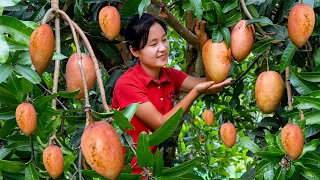 Harvest MANGO ROSA garden goes to the market sell | Ella Daily Life