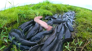 amazing fishing! catch a lots of fish under grass in dry water at field by best hand