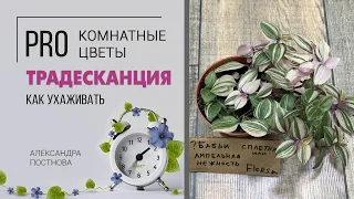 Традесканция - все ли сорта вам знакомы? Неприхотливое ампельное растение для дома.