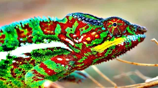 Amazing Chameleon Changing Color