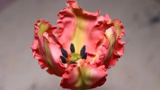 Gumpaste Parrot Tulip Tutorial