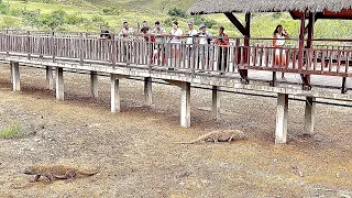 RINCA KOMODO ISLAND WALK AROUNDS REVIEW @ PULAU RINCA KOMODO NUSA TENGGARA TIMUR NTT INDONESIA