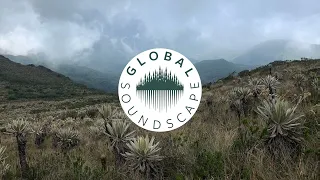 Global Soundscape |Mix By Bosque| 001 | El Búho • Joaquín Cornejo • Jose Solano • Nato