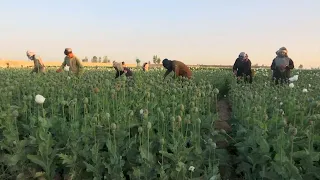 First opium poppy harvest since Taliban return