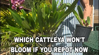 How to know when to repot a cattleya orchid