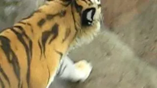Тигр (Ленинградский зоопарк) / Tiger (the Leningrad zoo)