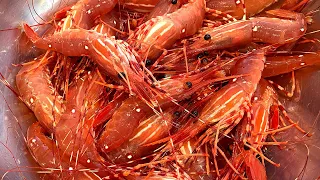 温哥华斑点虾(牡丹虾)怎么吃？ Live Spot Prawn 最简单最好吃的吃法