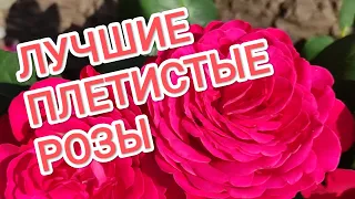 РОЗЫ. ЛУЧШИЕ ПЛЕТИСТЫЕ РОЗЫ МОЕГО САДА.