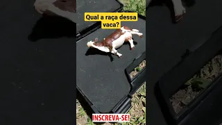 QUEM SABE A RAÇA DESSA VAQUINHA? #chapeudogato