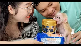 Baby monkey Kyo was happy because Dad's friend came to visit and give  a gift