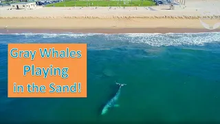 Drone Footage of Gray Whales Playing in the Sand in Newport Beach