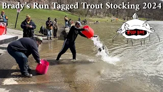 Brady's Run Tagged Trout Stocking 2024 - Reddi Bait