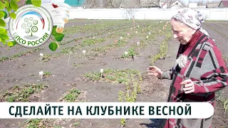 Что нужно сделать на клубнике весной. Чем подкормить клубнику весной.