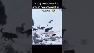 Grizzly Bear Fights Wolves Over Meal! #shorts