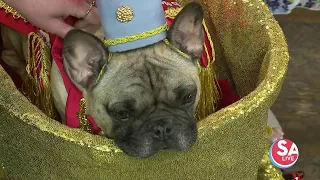 Therapy Animals of San Antonio 'paw-rific' Fiesta Pooch Parade | SA Live | KSAT 12