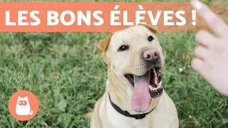 RACES de CHIENS FACILES à ÉDUQUER 🐶✅ TOP 10