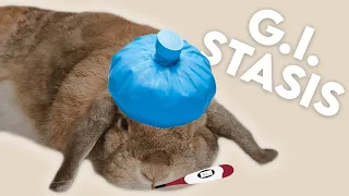 How To Detect GI Stasis in Rabbits