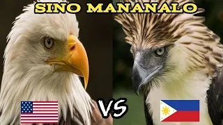 Sinong Mananalo BALD EAGLE VS PHILIPPINE EAGLE |JuanTV Stories