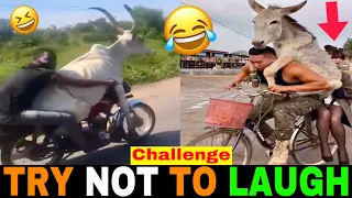 NEW FUNNY VIDEOS 🤣 TRY NOT TO LAUGH 😆 Best Funny Videos Compilation 😂😁😆 Memes PART 207