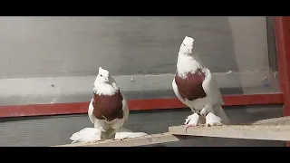 Андижанские голуби, кызыл тош.