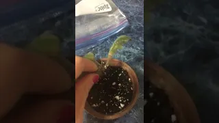 Rescuing African violet!