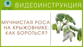 Как лечить крыжовник от мучнистой росы? Видеоинструкция от Питомника "Сады Урала"