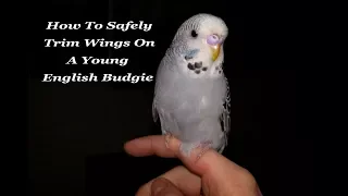 Safely Trimming Flight Feathers On A Young English Budgie - How To