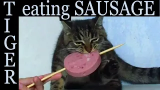 Cat and kitten eating sausage ASMR video