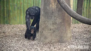 Baby Chimps Lola & Violet Play With the Troop