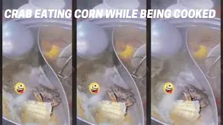 Crab Eating Corn While Being Cook #Shorts