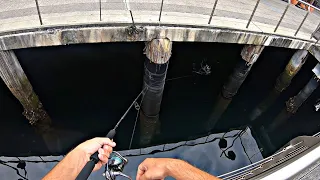 Topwater Fishing in Sydney Harbour!