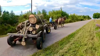 TRAINING HORSES TO PULL HEAVY LOADS // Cutting dead Trees around the Farm!  #536