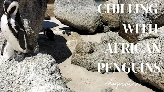 Penguin Beach Day | Boulders Beach | Cape Town South Africa