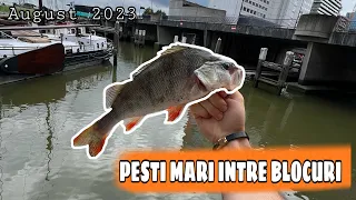 ✅Pescuit la RAPITOR in OLANDA 🔥/ STREET-FISHING IN THE NETHERLANDS💥