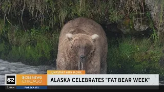 Jumpstart with Jackie: 'Fat Bear Week'