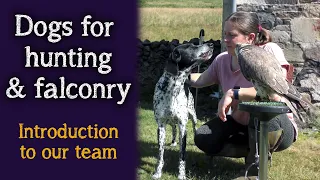 Dogs For Hunting & Falconry | Introduction to our team