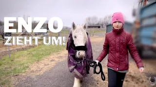 Mein Pony Enzo zieht in einen neuen Stall!