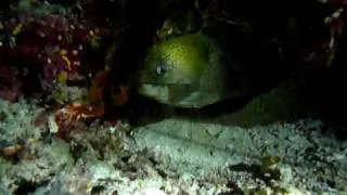 MOV64 UW Morray breathing at night Komodo