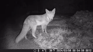 TrailCam 7/3/24 Essex Garden