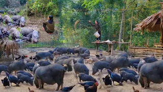 Taking pigs into the forest to eat grass,Gardening and taking care of newborn pigs