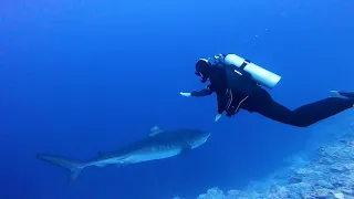 Diving with the Tiger Sharks