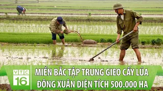 Miền Bắc tập trung gieo cấy lúa Đông Xuân diện tích 500.000 ha | VTC16