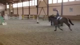 Лошадь любит прыгать! И всадник не нужен!