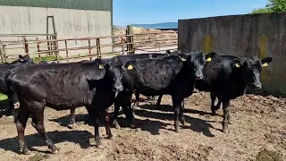 10 Aberdeen Angus Heifers for sale