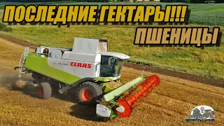 Добиваем последние гектары пшеницы комбайном Claas Lexion 580!Harvest latest hectares with wheat!