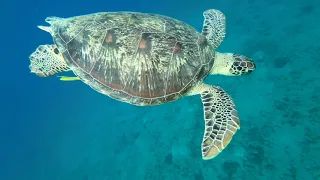 Hilton Nubian Marsa Alam 5* 2/2 | Turtles and SeaWorld