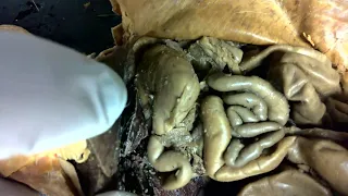 Rat dissection  Digestive Organs of Abdomen