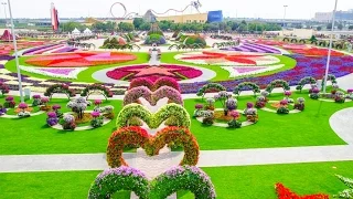 Dubai Miracle Garden - цветочный рай посреди пустыни